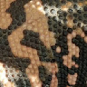 Meet your Posher, Calvin